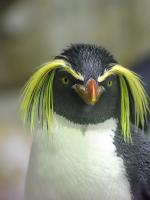 penguin-2104173_1920.jpg