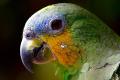 Parrot 2756488 640<br/><br/><a href='https://pixabay.com/en/service/terms/' target='_blank'>Creative Commons CC0</a><br/>pixabay.com